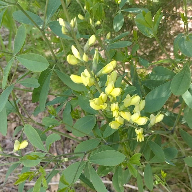 Photo of the plant species Baptisia Australis by @DearRhipsalis76 named Walt on Greg, the plant care app