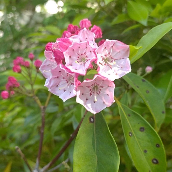 Photo of the plant species Calico Bush by @DearRhipsalis76 named Dax on Greg, the plant care app