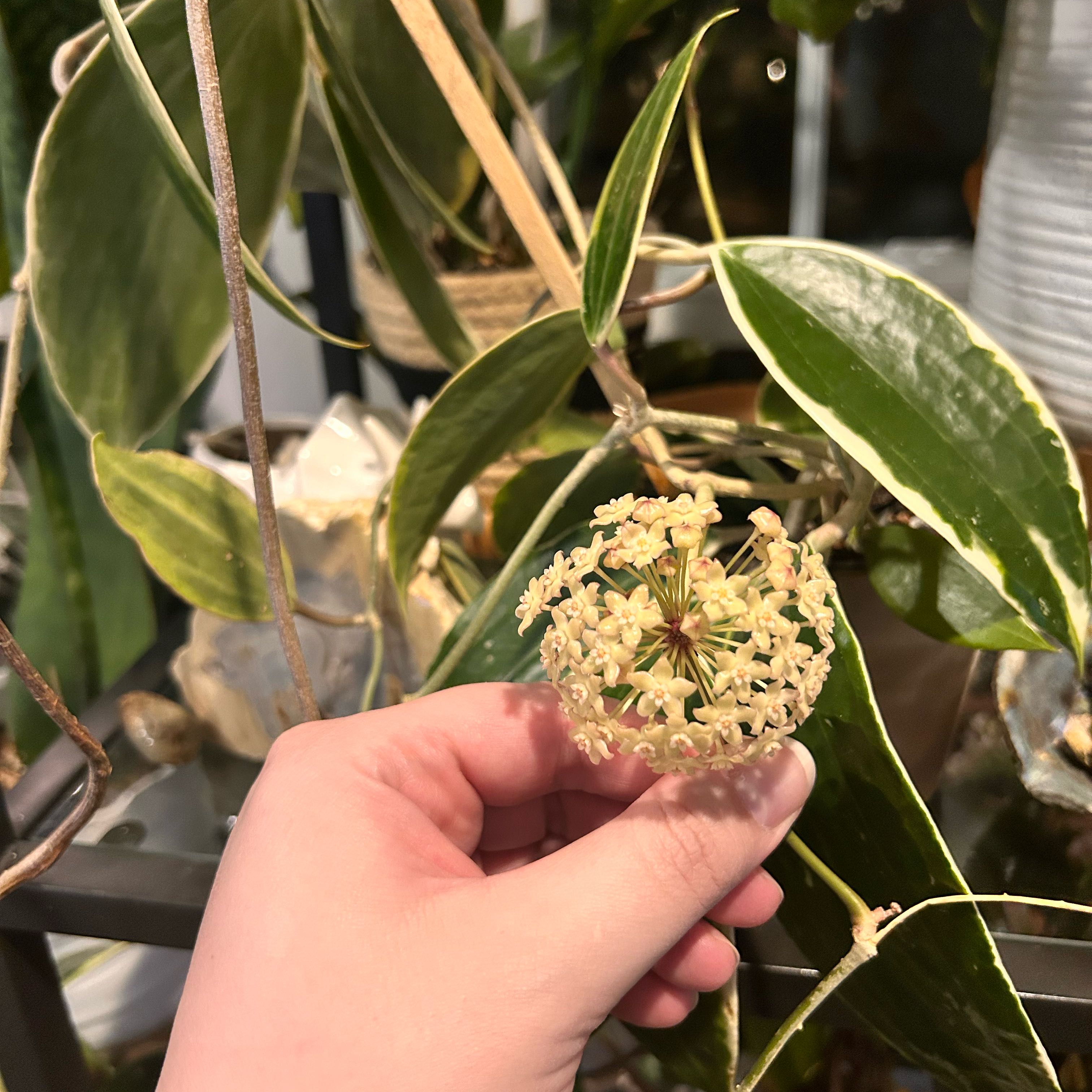 Photo of the plant species Hoya Latifolia by @StarFeijoa27 named Leonardo on Greg, the plant care app