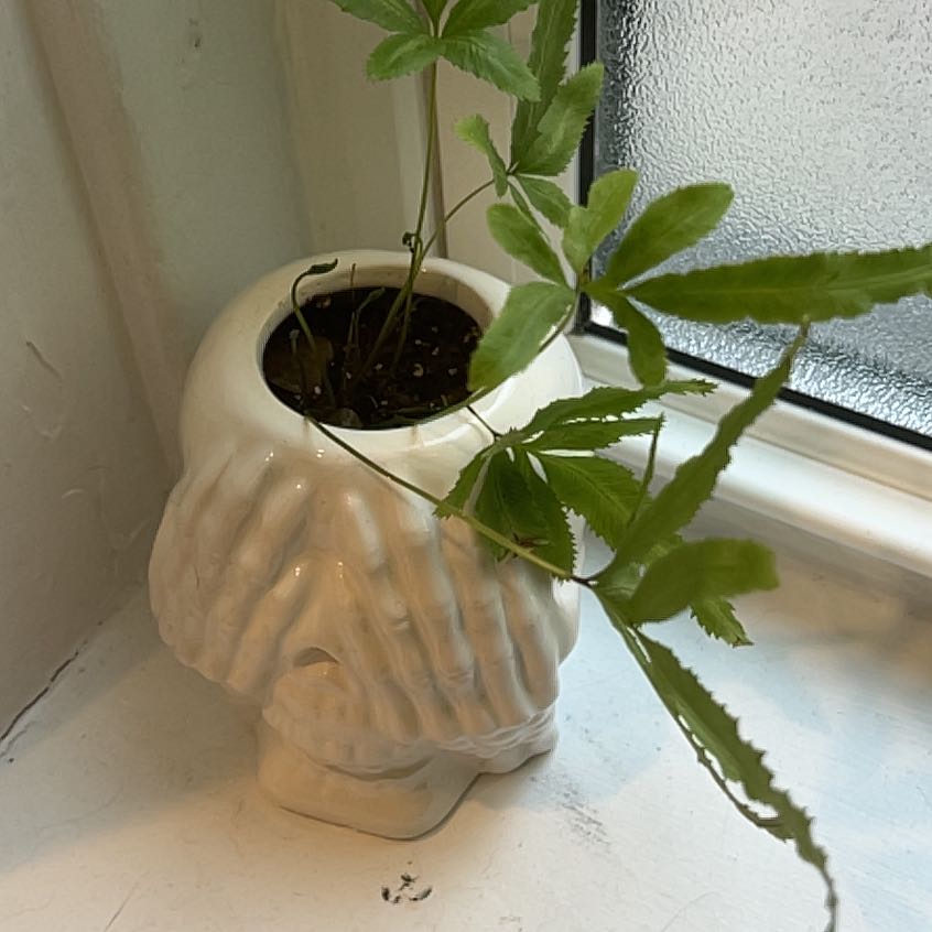 Photo of the plant species Cretan Brake by @StarFeijoa27 named Darwin on Greg, the plant care app