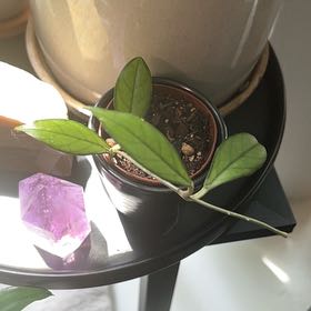Photo of the plant species Hoya 'Rebecca' by @StarFeijoa27 named Lil Becks on Greg, the plant care app
