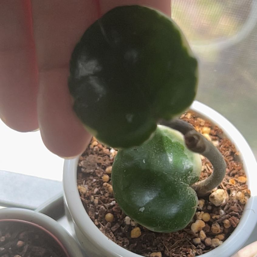 Photo of the plant species Hoya Obovata Variegated by @StarFeijoa27 named Hemingway on Greg, the plant care app