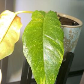Photo of the plant species Philodendron by @StarFeijoa27 named Athena on Greg, the plant care app
