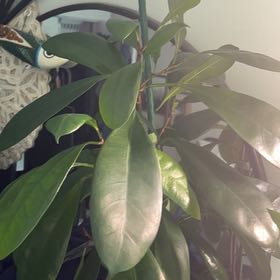 Photo of the plant species African Fig by @StarFeijoa27 named Gillian on Greg, the plant care app