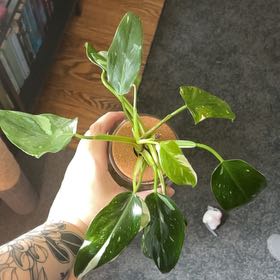 Photo of the plant species Philodendron White Wizard by @StarFeijoa27 named Gandalf on Greg, the plant care app