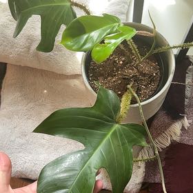 Photo of the plant species Hairy Philodendron by @StarFeijoa27 named Plancelot on Greg, the plant care app
