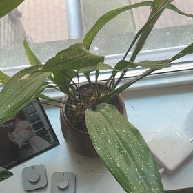 Photo of the plant species Cast Iron Milky Way by @StarFeijoa27 named Francis on Greg, the plant care app