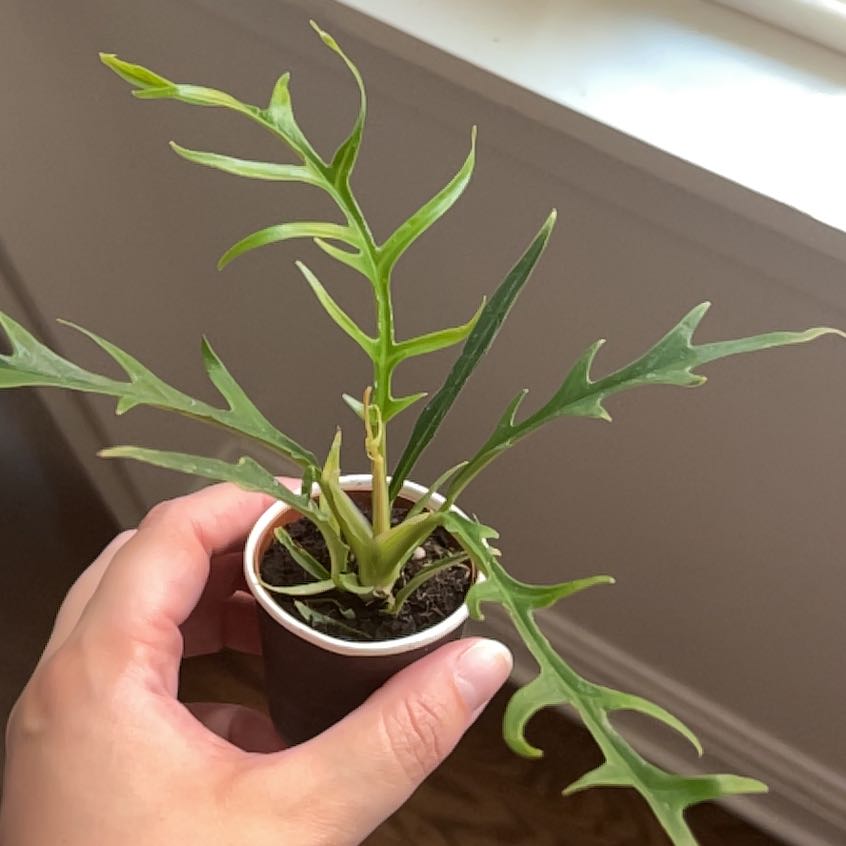 Photo of the plant species Philodendron tortum by @StarFeijoa27 named Denali on Greg, the plant care app