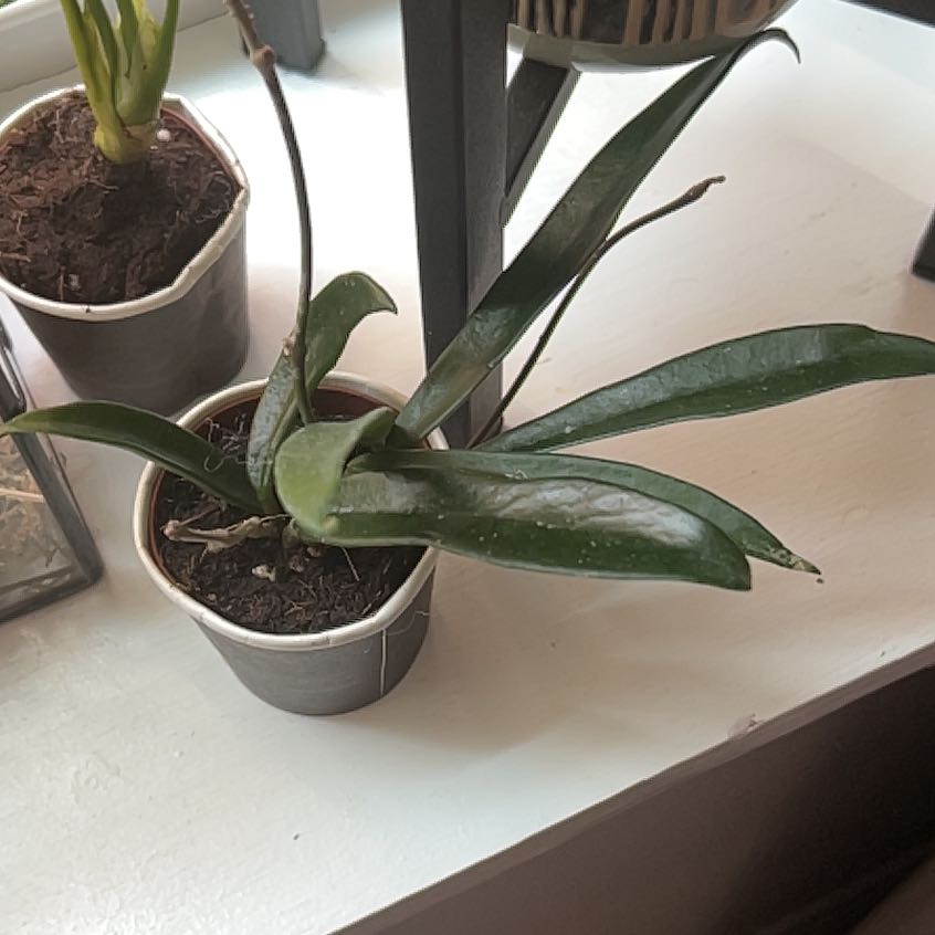 Photo of the plant species Hoya Minibelle by @StarFeijoa27 named Bella on Greg, the plant care app
