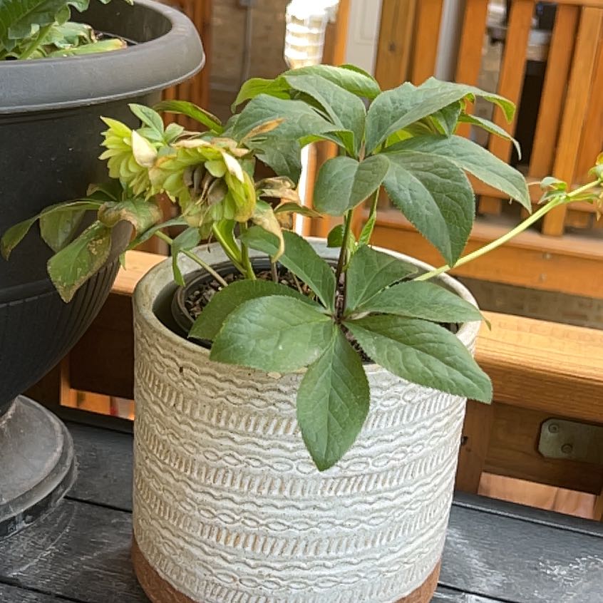 Photo of the plant species Hellebore 'Frostkiss' by @StarFeijoa27 named Mollie on Greg, the plant care app