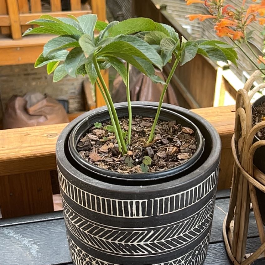 Photo of the plant species Hellebore 'Frostkiss' by @StarFeijoa27 named Demmie on Greg, the plant care app