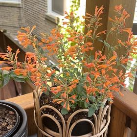 Photo of the plant species Tango Hummingbird Mint by @StarFeijoa27 named Marmalade on Greg, the plant care app
