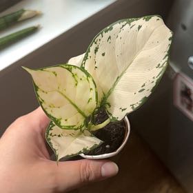 Photo of the plant species Aglaonema 'Super White' by @StarFeijoa27 named Remington on Greg, the plant care app