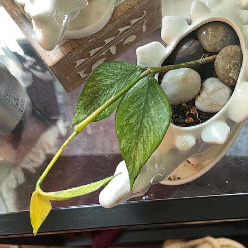 Photo of the plant species Fishtail Hoya by @StarFeijoa27 named Ernie on Greg, the plant care app