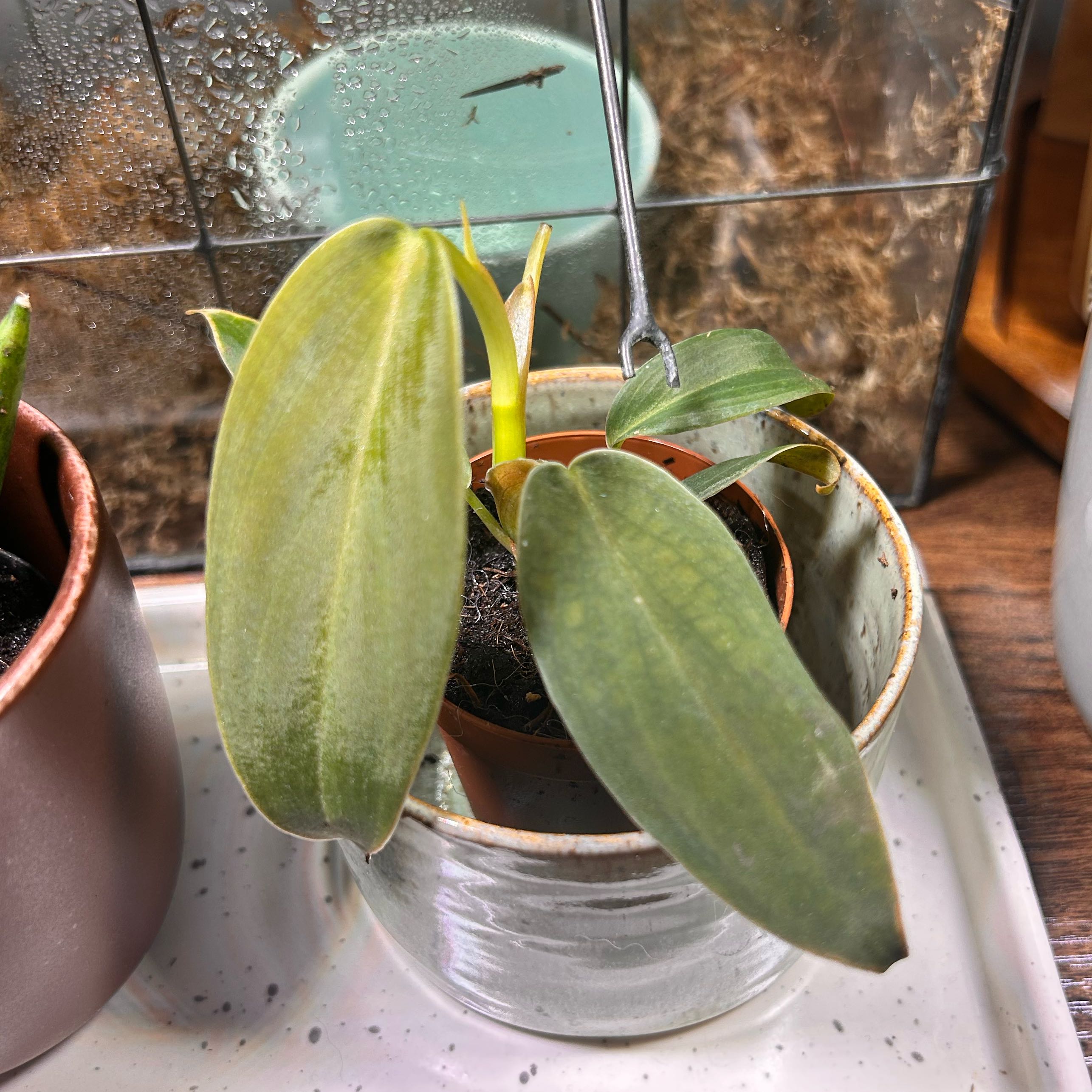 Photo of the plant species Philodendron gigas by @StarFeijoa27 named Bigleef Smalls on Greg, the plant care app
