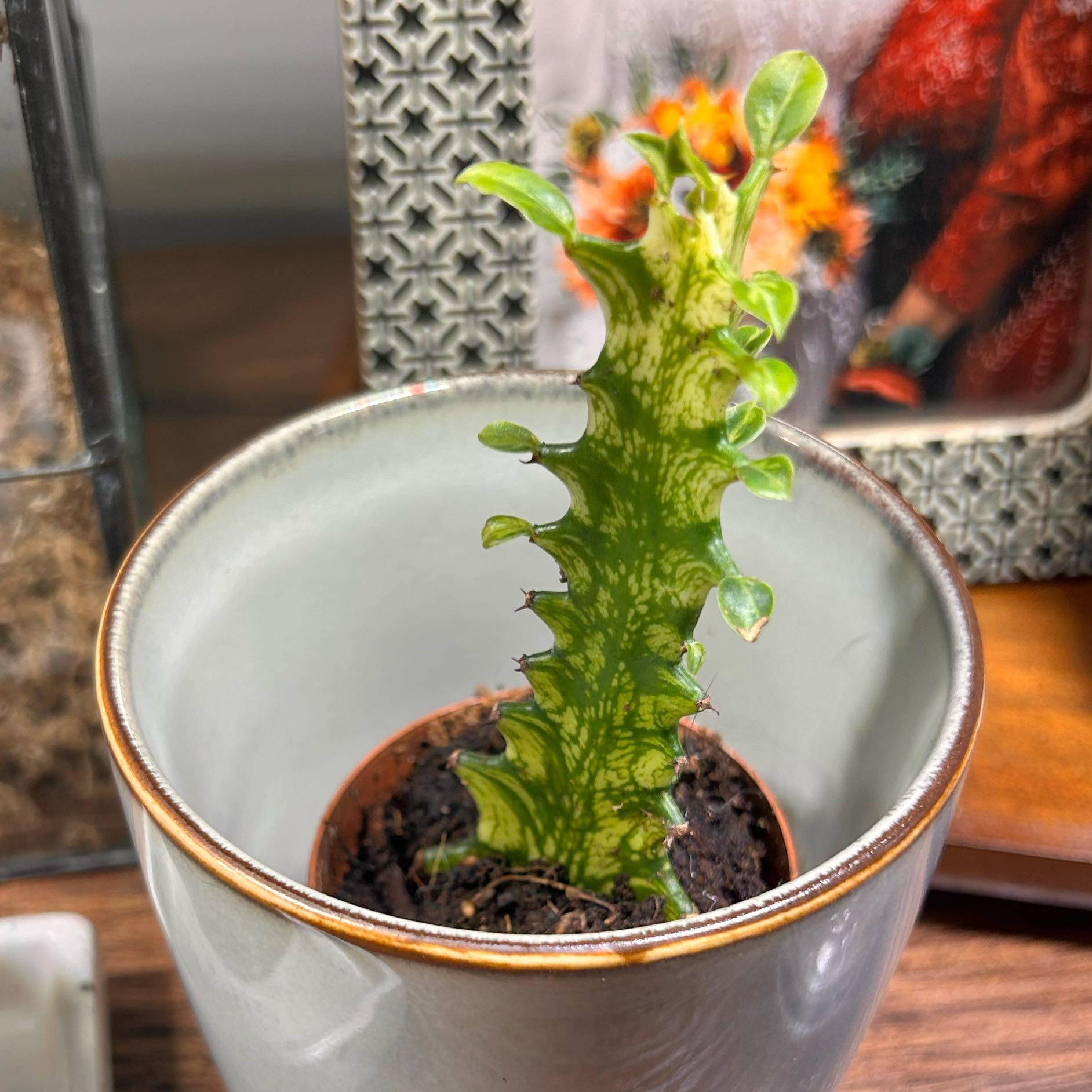 Photo of the plant species Variegated African Milk Bush by @StarFeijoa27 named Darwin on Greg, the plant care app