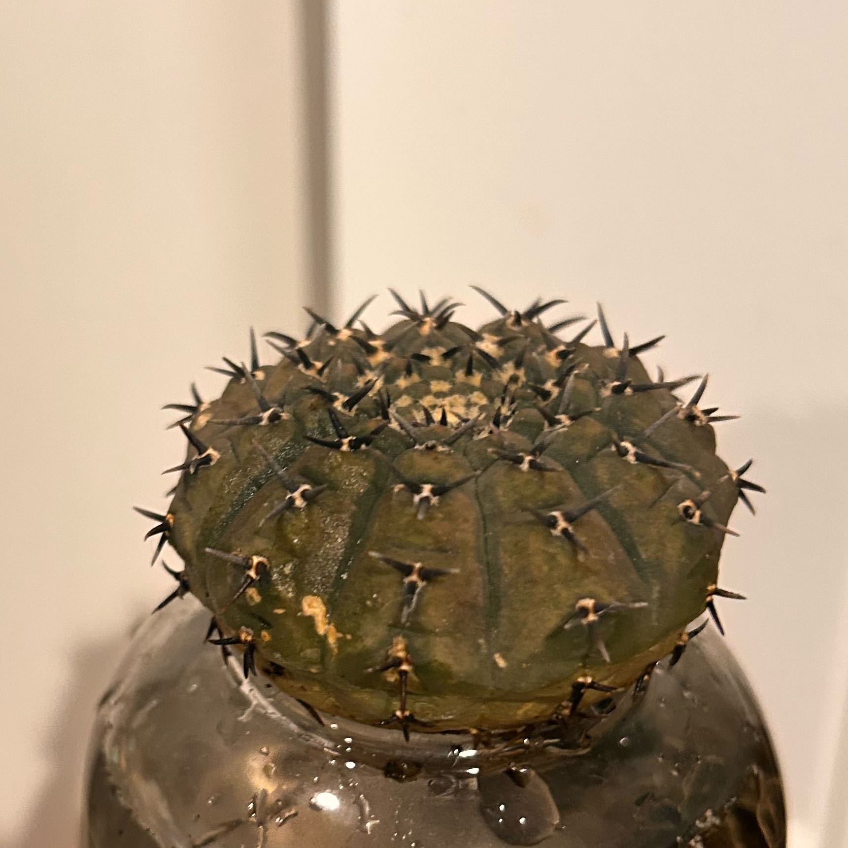Photo of the plant species Gymnocalycium occultum by @StarFeijoa27 named Orwell on Greg, the plant care app