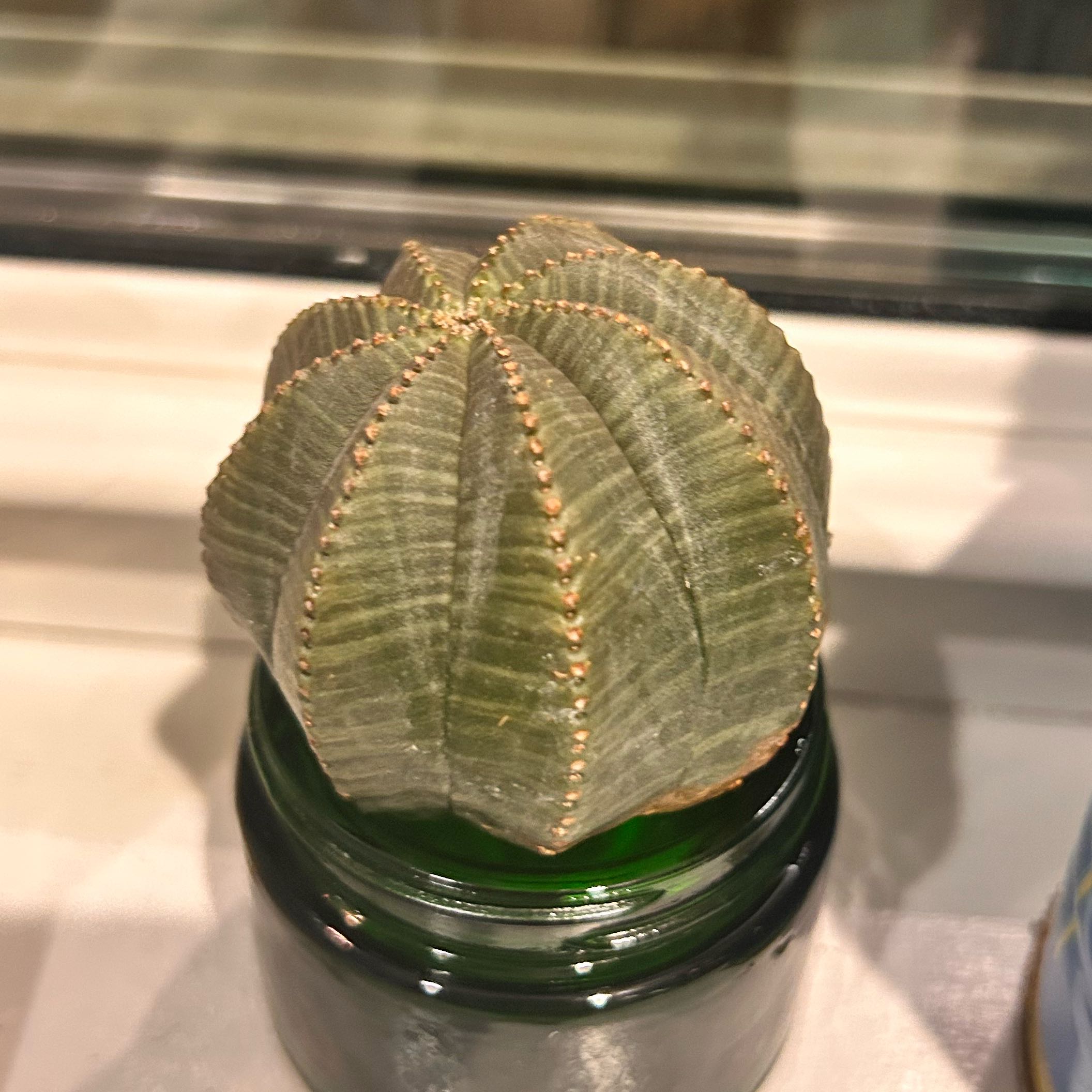 Photo of the plant species Baseball Plant by @StarFeijoa27 named Bravo on Greg, the plant care app