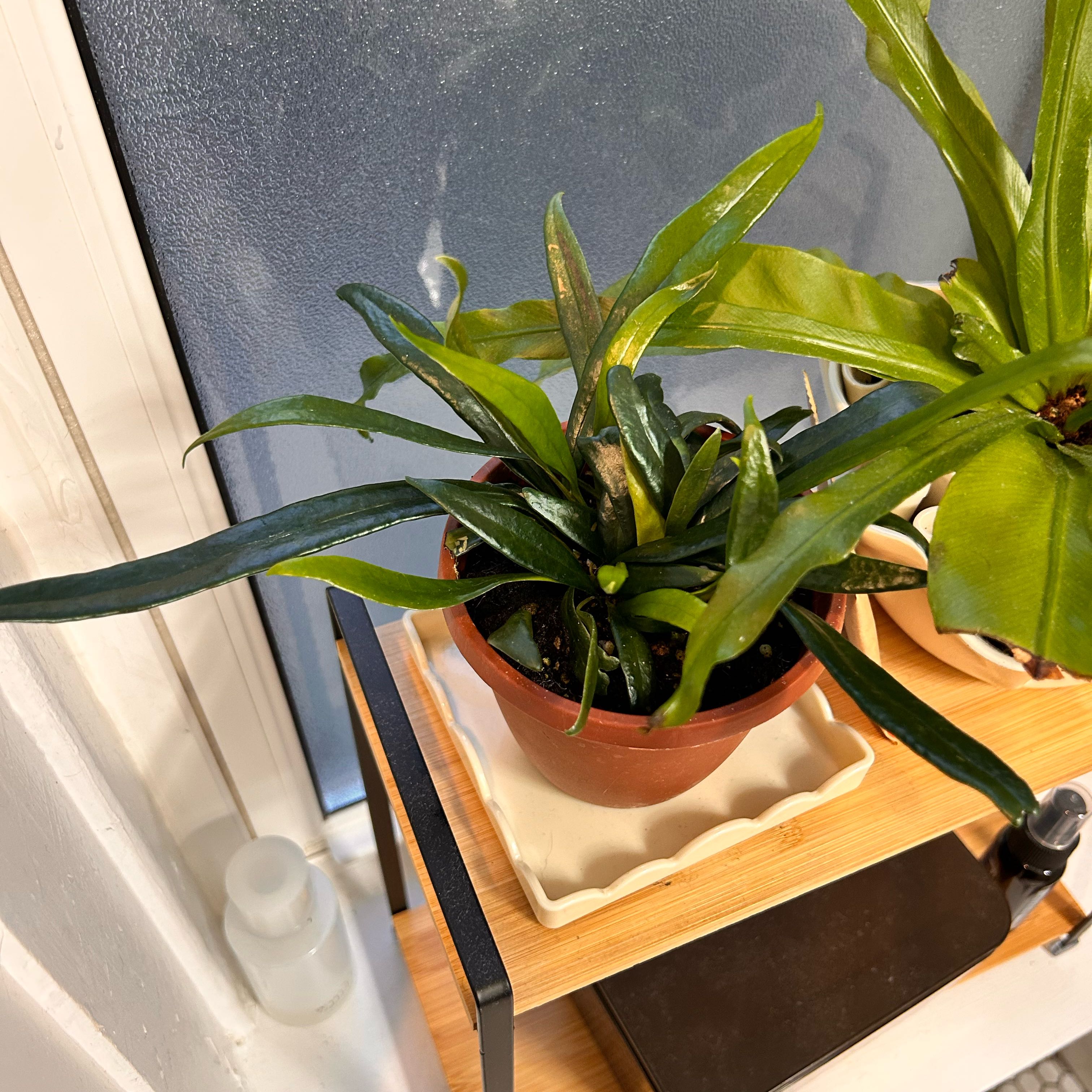 Photo of the plant species Blue Oil Fern by @StarFeijoa27 named Olive on Greg, the plant care app