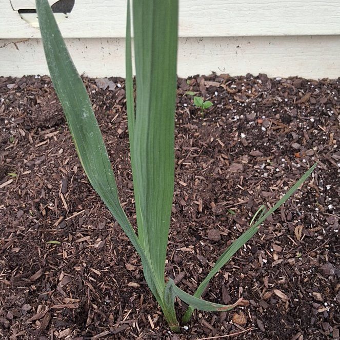 Photo of the plant species Gladiolus by @VitalBlue13 named Orwell on Greg, the plant care app
