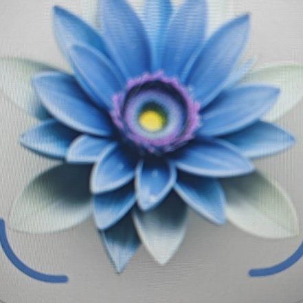 Photo of the plant species Star Lotus by @BusyPepino68 named Foxxy on Greg, the plant care app