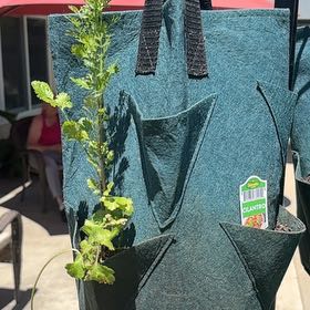 Photo of the plant species cilantro by @BonusKeylime59 named Beyonce on Greg, the plant care app