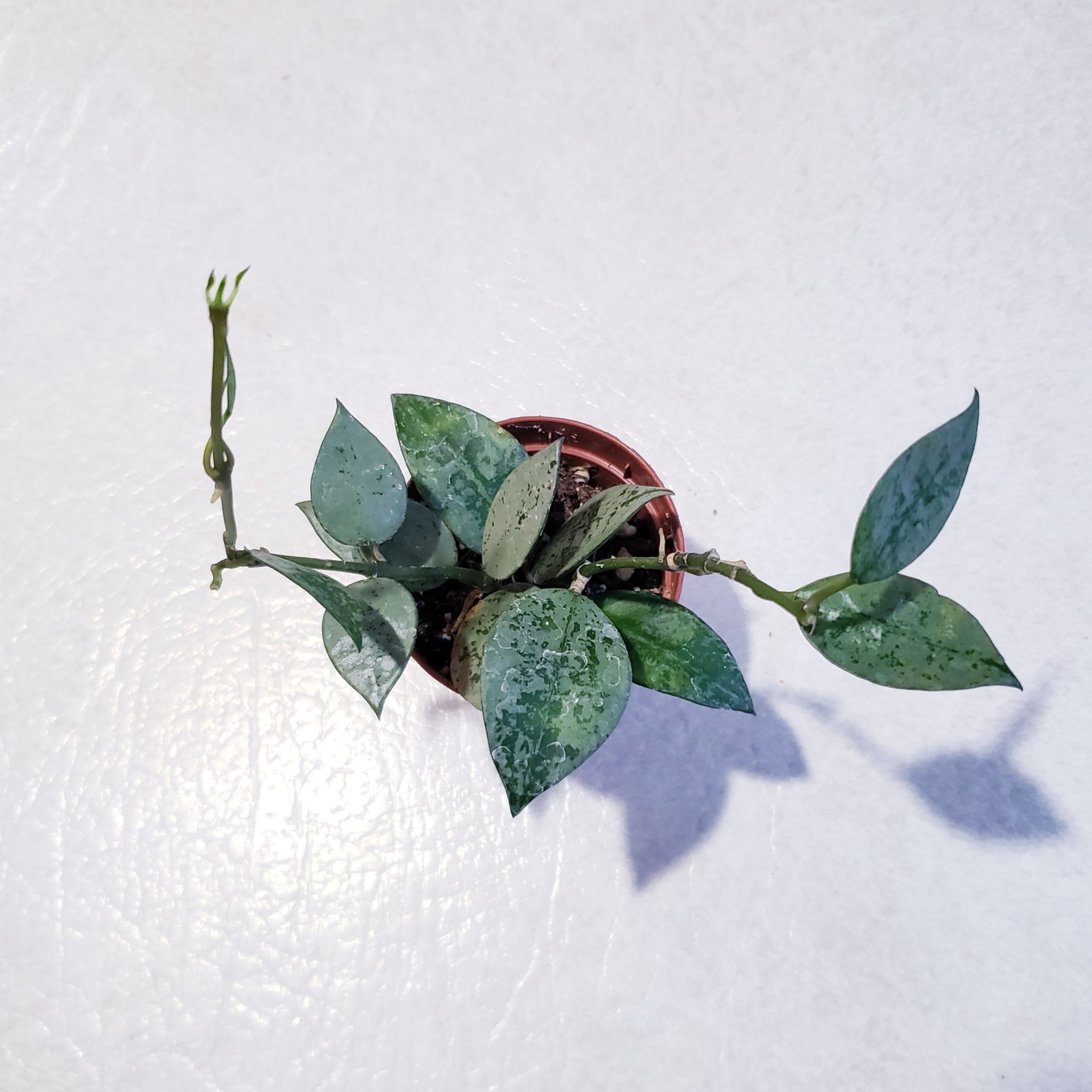 Super Silver Hoyaa Krohniana plant with silver variegated leaves in a small pot.