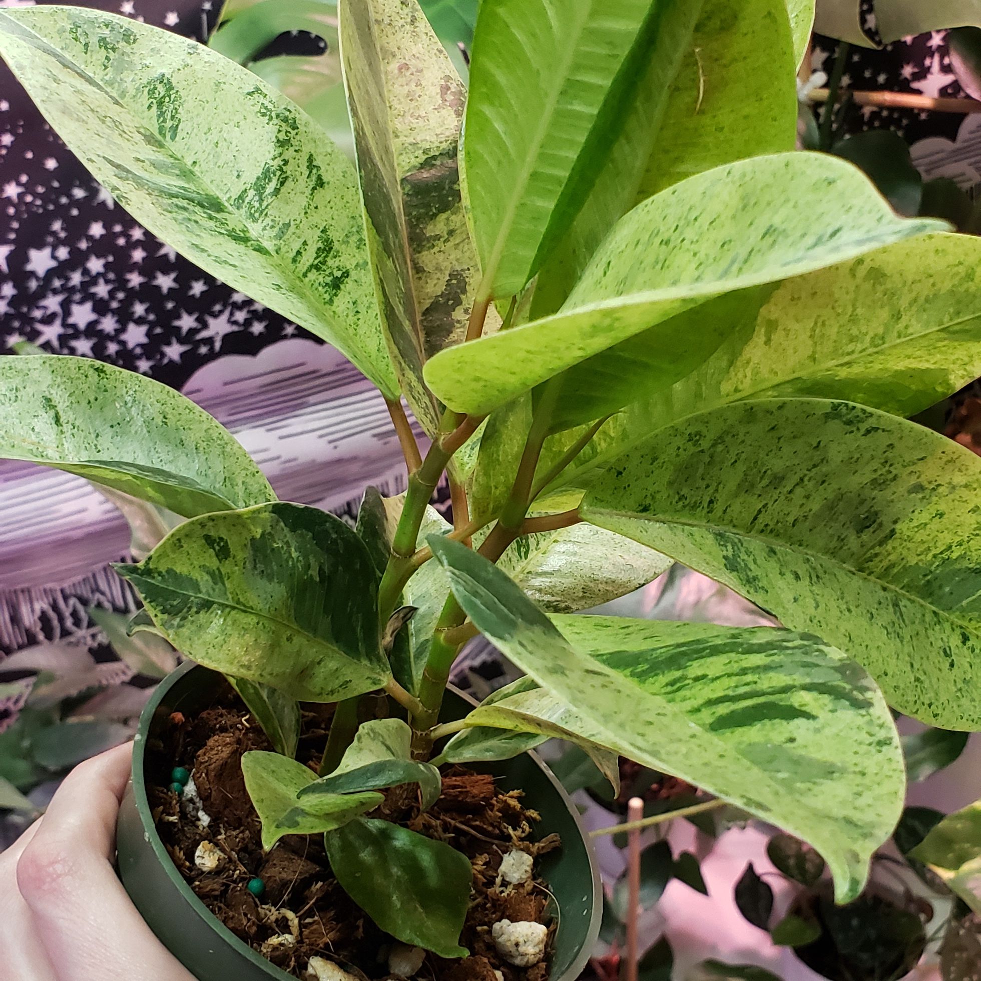 Ficus elastica 'Shivereana' plant with variegated leaves in a pot, held by a hand.