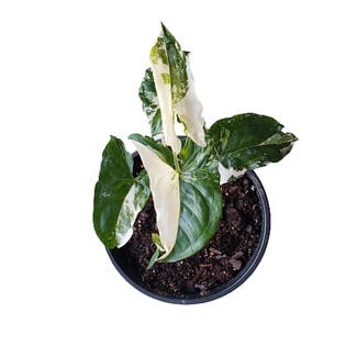 Syngonium Albo plant in Folkston, Georgia