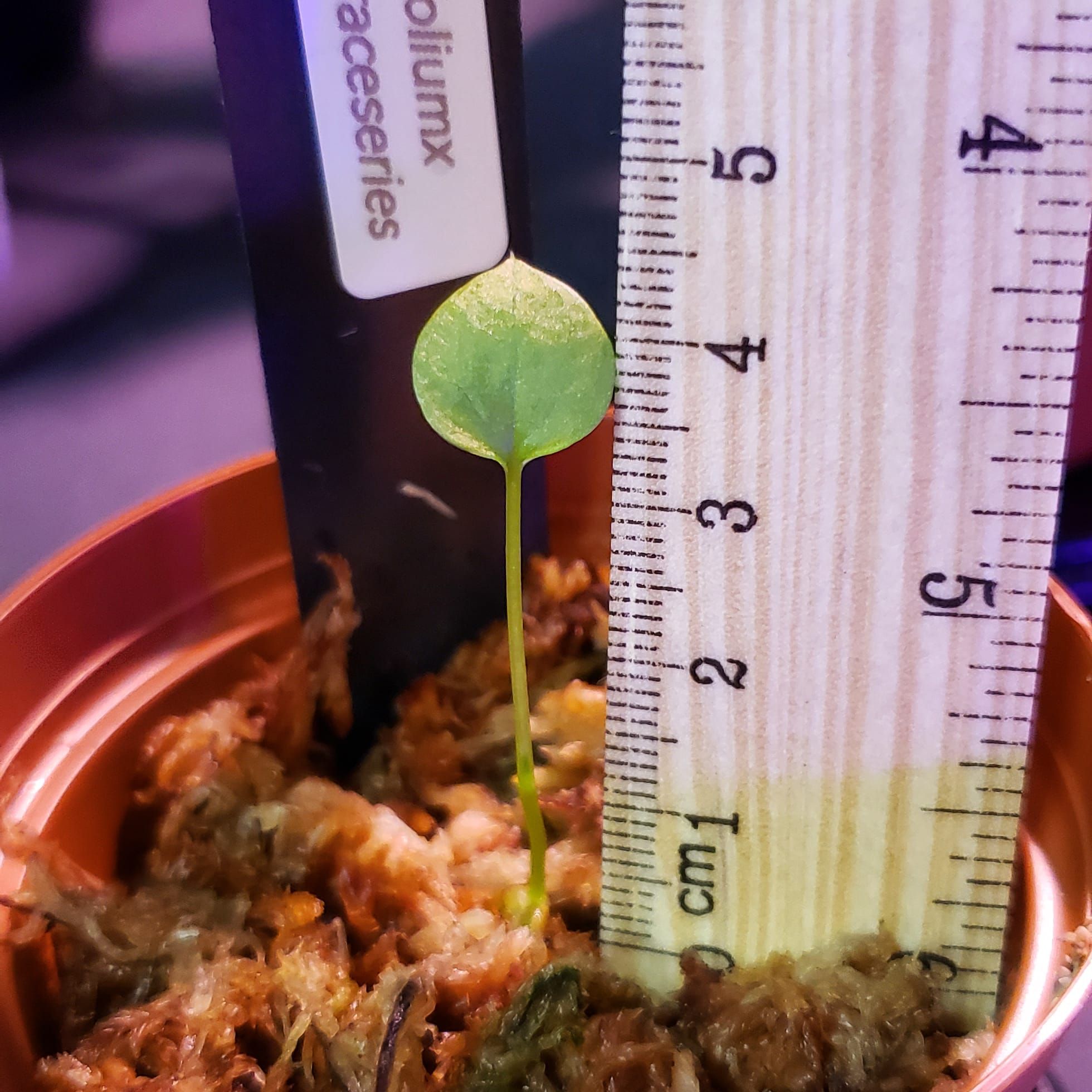 Anthurium vittariifolium How Much Water & Light Does it Need to Thrive?