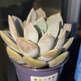 Photo of the plant species Echeveria by @TryAnthemis29 named Anne on Greg, the plant care app