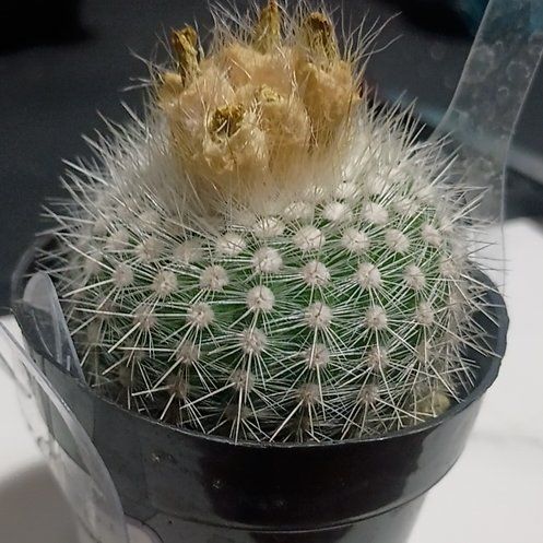 Photo of the plant species Notocactus by @WorthyRubyball named Galactus the Cactus on Greg, the plant care app