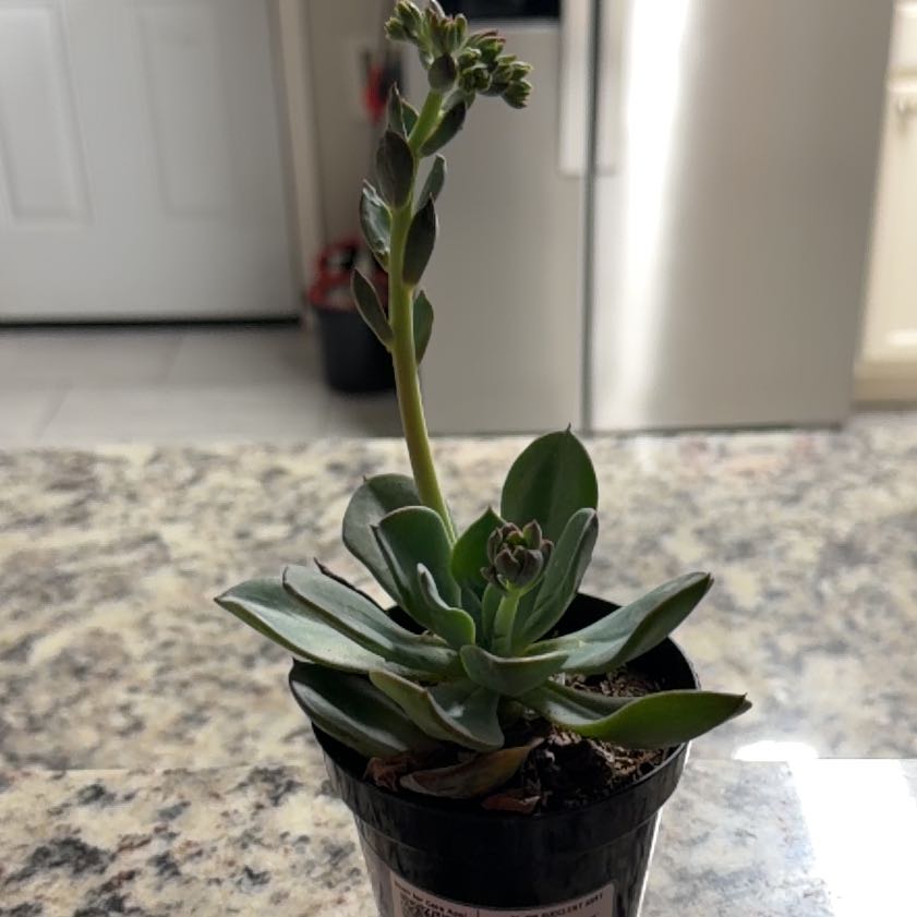 Photo of the plant species Echeveria 'Blue Prince' by @StockyCooperi24 named Prince on Greg, the plant care app