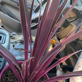 Photo of the plant species Cordyline fruticosa 'Pink Diamond' by @ContentlyTule4 named Spike Leaves on Greg, the plant care app
