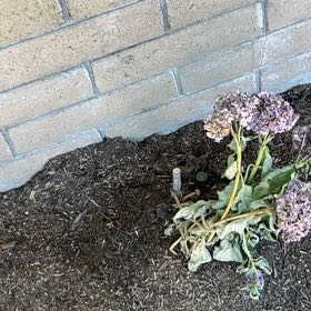 Photo of the plant species Perez's Sea Lavender by @ContentlyTule4 named Sanders on Greg, the plant care app