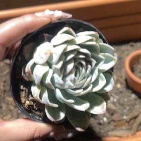 Photo of the plant species Echeveria 'Arctic Ice' by @LordSpinach73 named Sahara on Greg, the plant care app