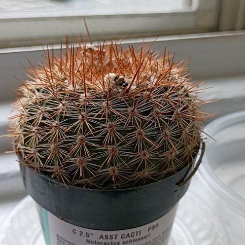 Photo of the plant species Cinnamon Cactus by @DesertDio named Parodia schlosseri on Greg, the plant care app