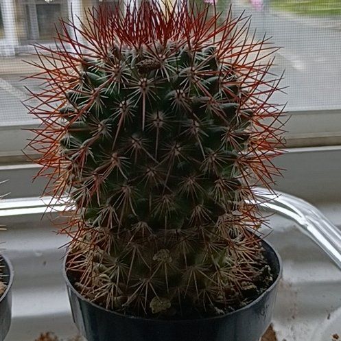 Photo of the plant species Rainbow Pincushion by @DesertDio named ChloroPhil on Greg, the plant care app