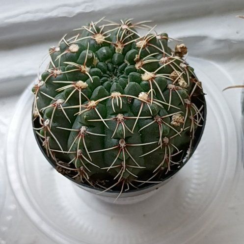Photo of the plant species Spider Cactus by @DesertDio named Gymnocalycium baldianum on Greg, the plant care app