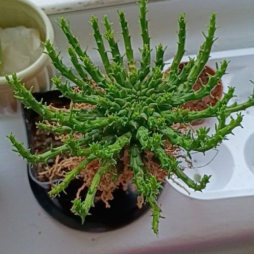 Photo of the plant species Medusa's Head Cactus by @DesertDio named Hemingway on Greg, the plant care app