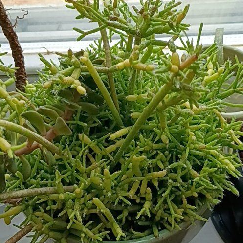 Photo of the plant species Coral Cactus by @DesertDio named Gomez on Greg, the plant care app