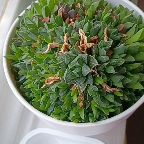 Photo of the plant species Haworthia emelyae by @DesertDio named Rihanna on Greg, the plant care app