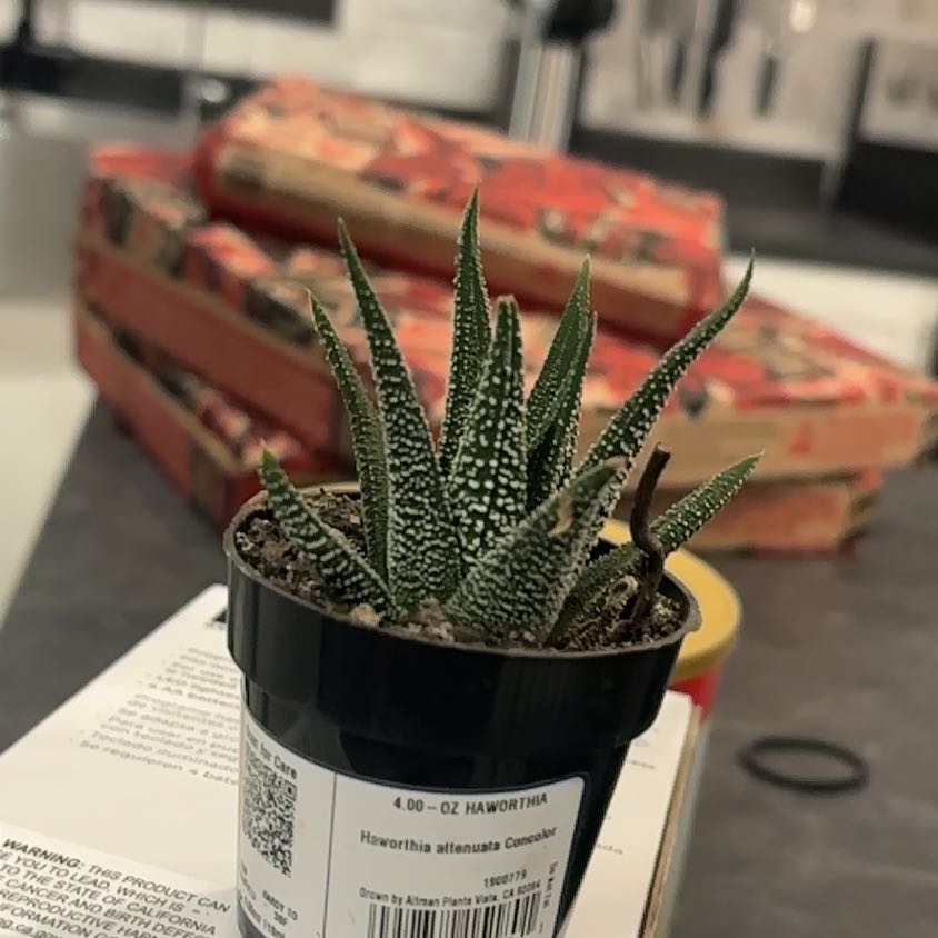 Photo of the plant species Haworthiopsis concolor by @RadPepino55 named Duke on Greg, the plant care app