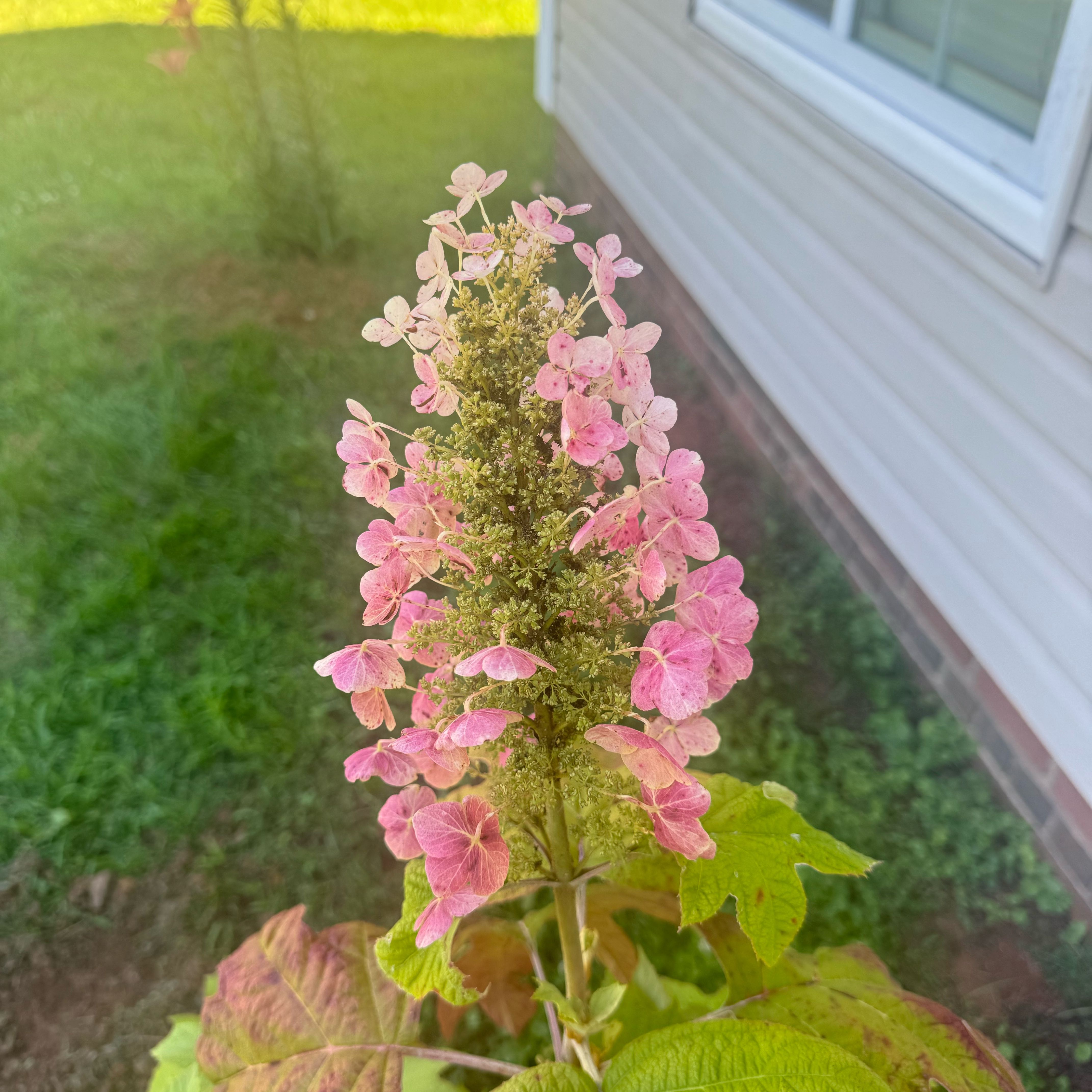 Photo of the plant species Oakleaf Hydrangea by @BlissfulSalsify named Lola on Greg, the plant care app