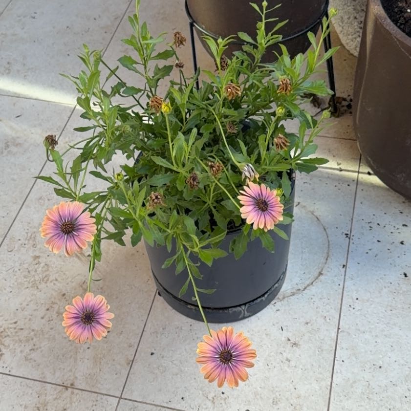 Photo of the plant species Indian Blanket by @EquippedWildyam named Dolores on Greg, the plant care app