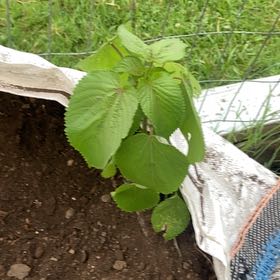 Photo of the plant species Hornbeam Copperleaf by @ProRamarama32 named Clooney on Greg, the plant care app