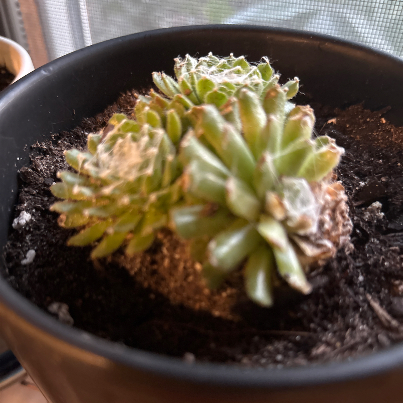 Photo of the plant species Queen Victoria Agave by @GiddyLithop95 named Mando on Greg, the plant care app