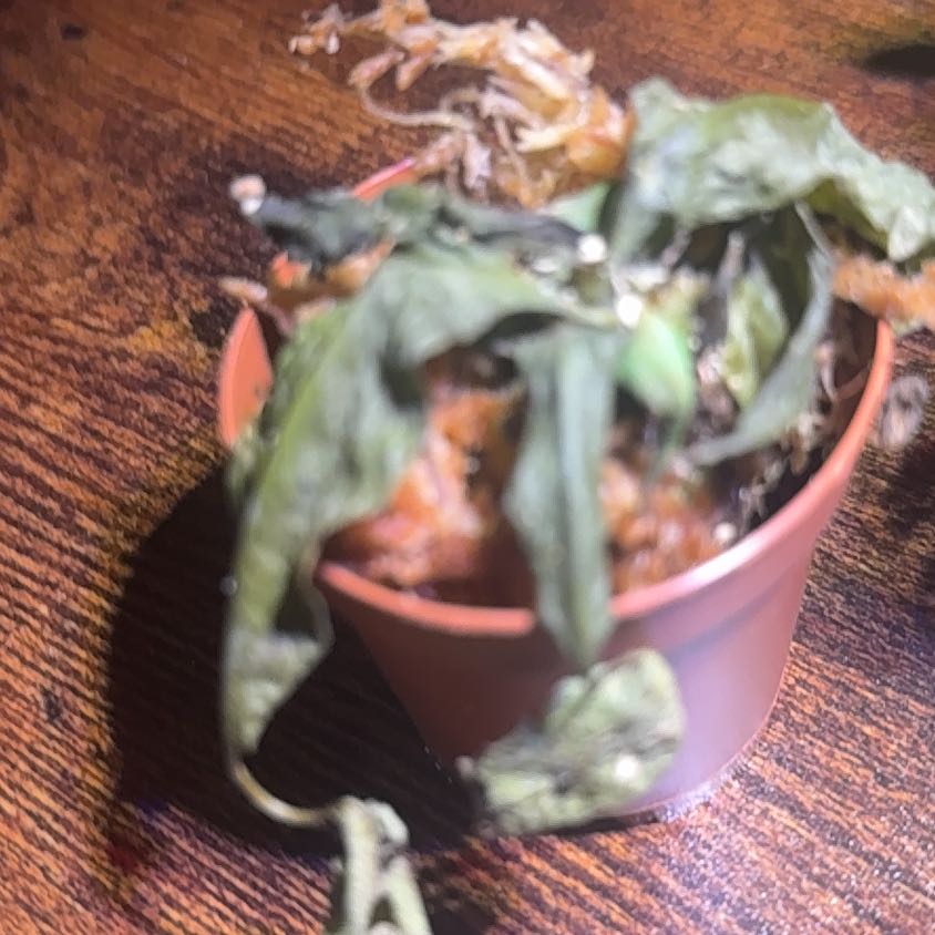 Photo of the plant species Nepenthes Alata x Ventricosa by @PivotalChichipe named Rainier on Greg, the plant care app