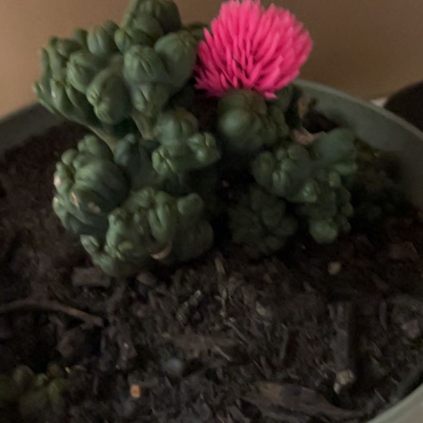 Photo of the plant species Peyote by @PremierCashew77 named Stella on Greg, the plant care app