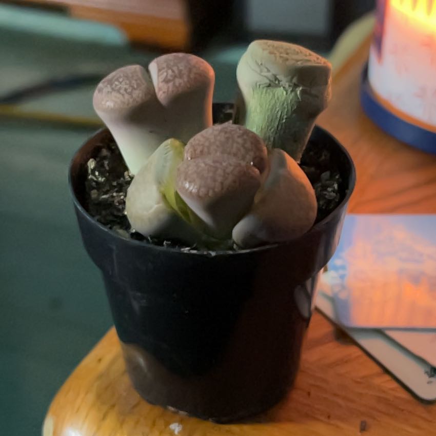 Photo of the plant species Assorted Lithops by @PremierCashew77 named Peter Parker on Greg, the plant care app